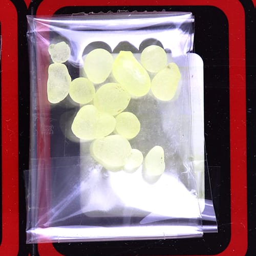 Griekse Mastiek Abido 1st